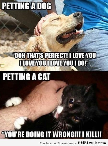 Petting a cat funny at PMSLweb.com