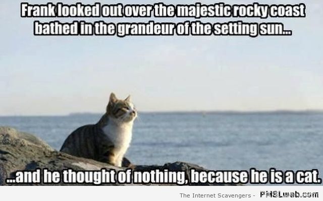 Because he is a cat meme – Monday PMSL at PMSLweb.com