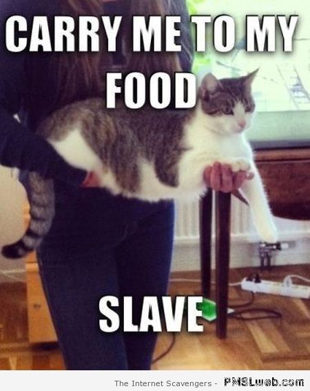 Carry me to my food cat meme at PMSLweb.com