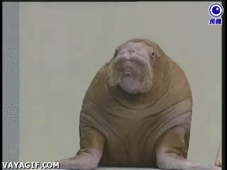 Sarcastic walrus – Sarcastic humor at PMSLweb.com