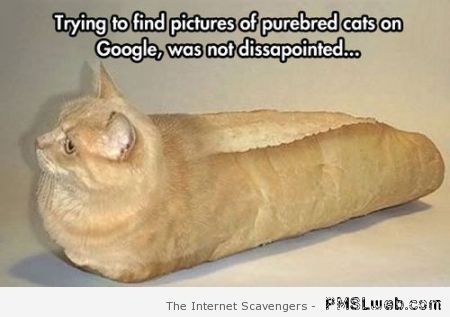 Purebred cat humor at PMSLweb.com