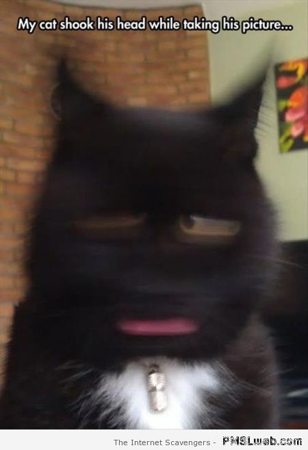 My cat shook his head meme – Hilarious cat pictures at PMSLweb.com