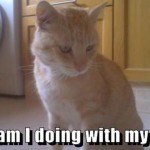 What am I doing with my lives cat meme at PMSLweb.com