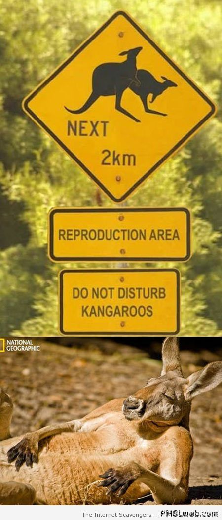 Funny reproducing kangaroo sign at PMSLweb.com