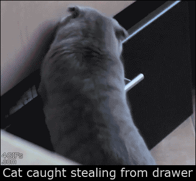 Cat caught stealing from drawer at PMSLweb.com
