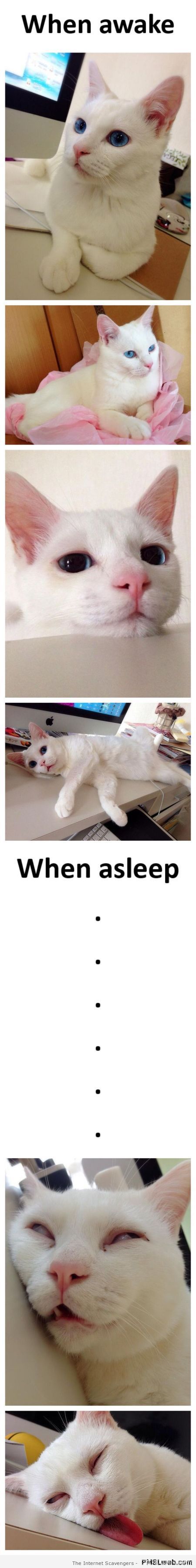 When I’m asleep cat humor at PMSLweb.com