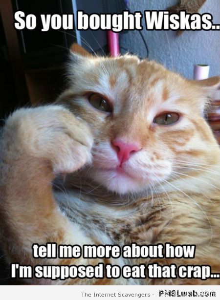 Tell me more cat meme at PMSLweb.com