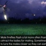 funny fireflies fact at PMSLweb.com