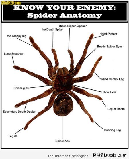 Funny spider anatomy – Funny Saturday vibes at PMSLweb.com
