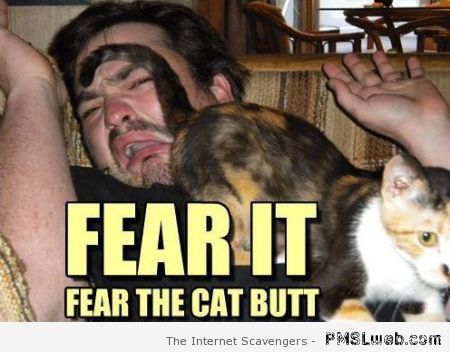 Fear the cat butt at PMSLweb.com