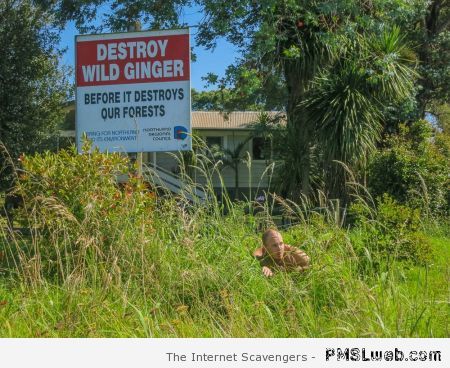 Funny destroy wild ginger at PMSLweb.com
