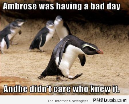 Funny penguin meme at PMSLweb.com