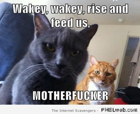 Funny wakey wakey cat meme at PMSLweb.com