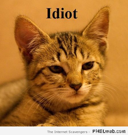 Idiot sarcastic cat at PMSLweb.com