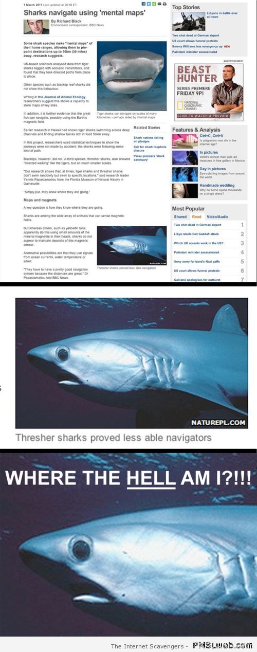Thresher shark bad navigator – Amusing pictures at PMSLweb.com