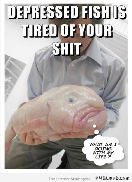 Depressed fish meme at PMSLweb.com