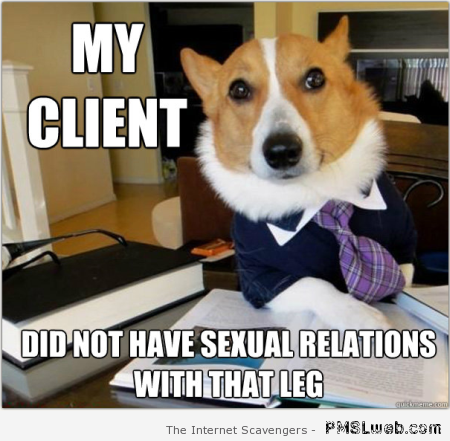 Funny lawyer dog meme – Hump day laughter at PMSLweb.com