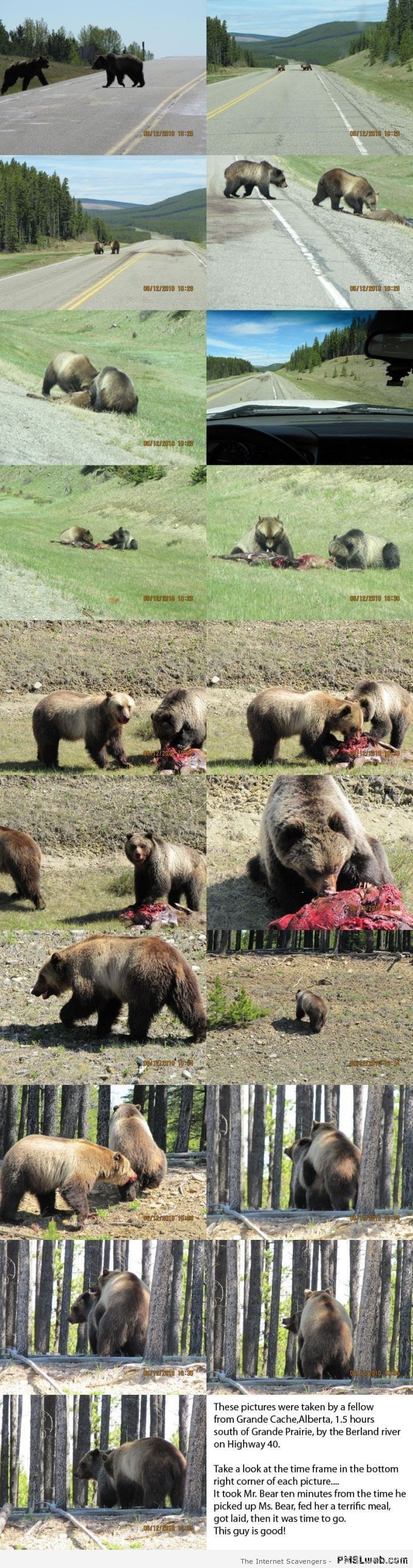 Funny bear picks up girl at PMSLweb.com