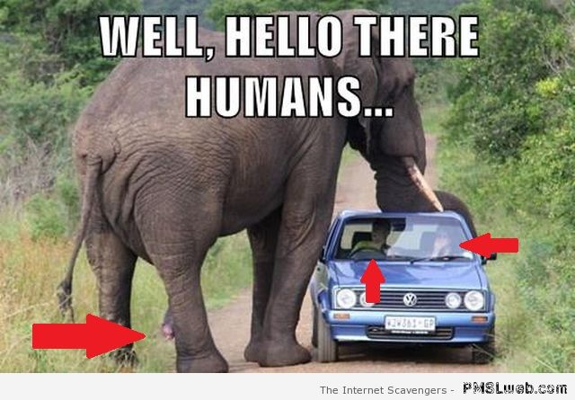 Horny elephant meme at PMSLweb.com