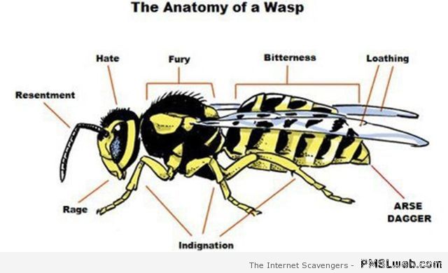 Funny anatomy of a wasp – TGIF fun at PMSLweb.com