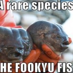 Fookyu fish meme at PMSLweb.com