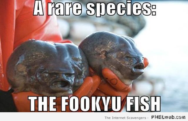 Fookyu fish meme at PMSLweb.com