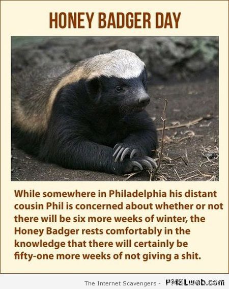 Honey badger day humor at PMSLweb.com