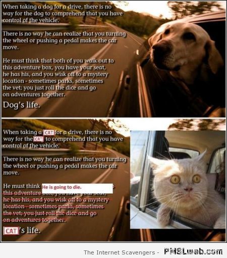 Dog life vs cat life at PMSLweb.com