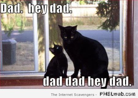 Hey dad cat meme at PMSLweb.com