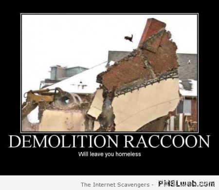 Demolition raccoon demotivational at PMSLweb.com