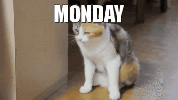Monday cat gif at PMSLweb.com