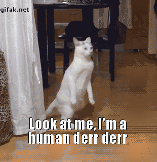 Look at me I’m a human funny cat at PMSLweb.com