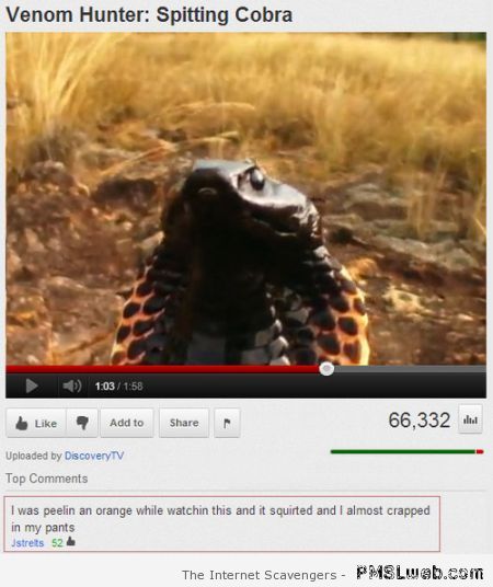 Spitting cobra Youtube funny at PMSLweb.com