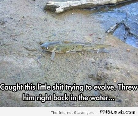 Funny fish trying to evolve – Sarcastic bash at PMSLweb.com