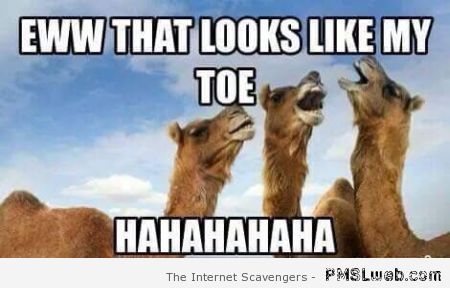 Funny camel toe pics