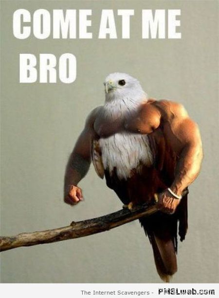 Funny eagle come at me bro at PMSLweb.com