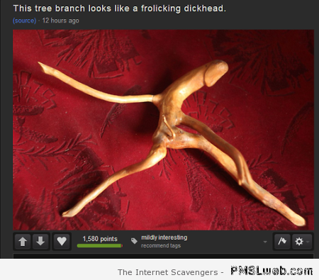 Funny tree branch at PMSLweb.com