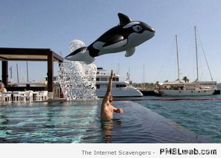 Funny free willy – Tuesday laughter at PMSLweb.com