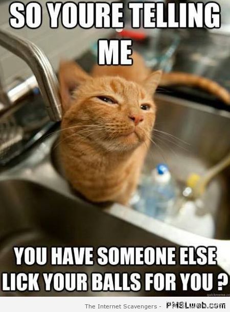 So you’re telling me cat meme at PMSLweb.com