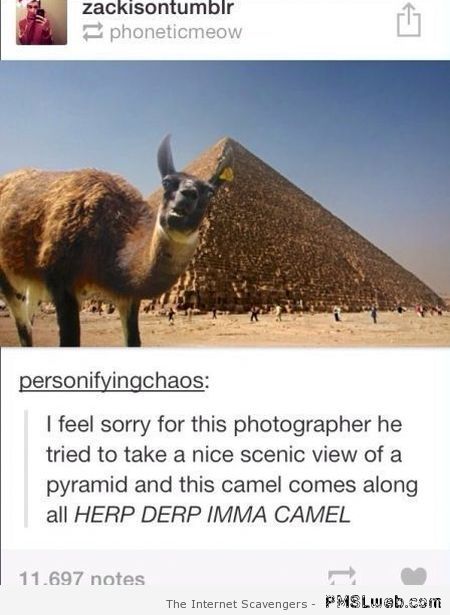 Funny tumblr derp camel at PMSLweb.com