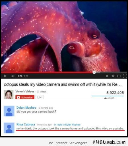 Octopus steals video camera Youtube humor at PMSLweb.com