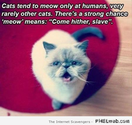 Cats only meow at humans meme – Ludicrous Hump Day at PMSLweb.com