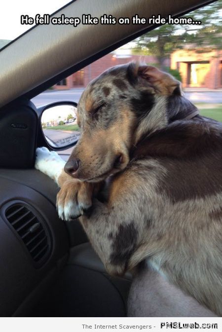 Dog sleeping in car meme at PMSLweb.com
