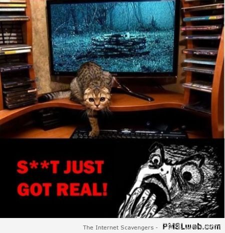 Funny the ring cat meme at PMSLweb.com