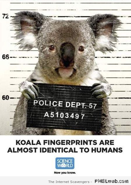 Koala fingerprints funny science at PMSLweb.com