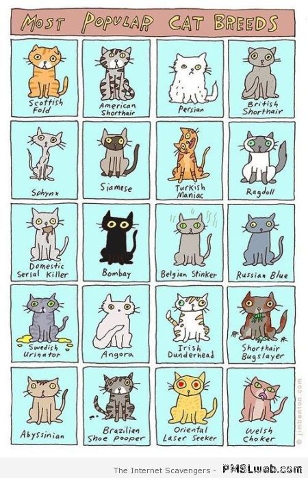 Funny most popular cat breeds at PMSLweb.com