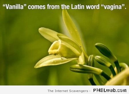 Where the word vanilla comes from at PMSLweb.com