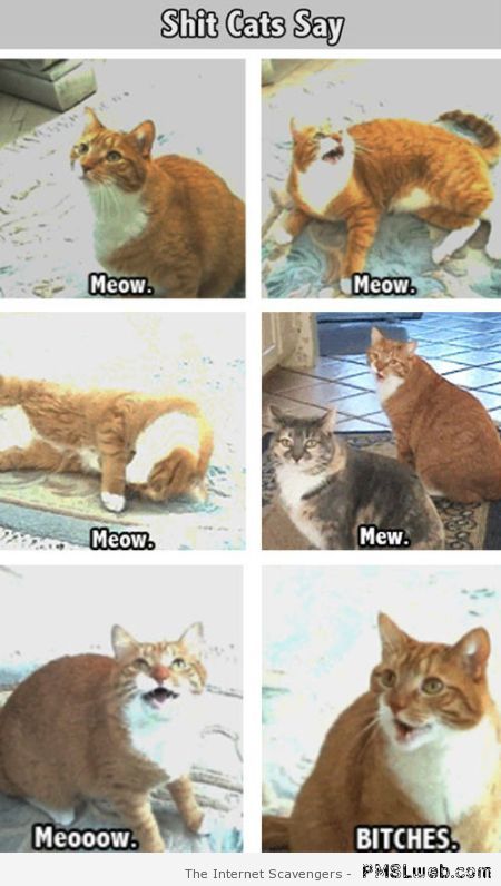 Shit cats say funny at PMSLweb.com
