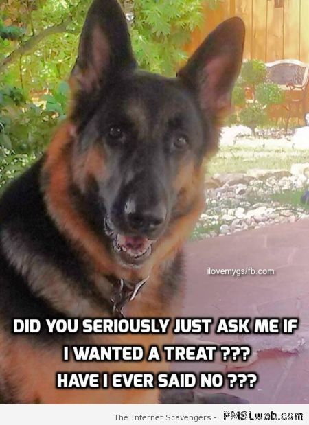 Do I want a treat dog meme � Funny dogs at PMSLweb.com