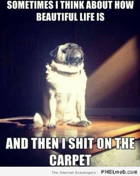 How beautiful life is dog meme at PMSLweb.com